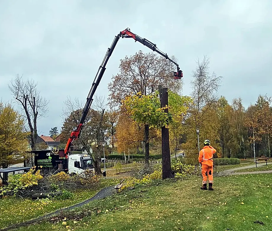 Kranbilens långa kran når över en park medan en arborist i orange arbetskläder följer arbetet