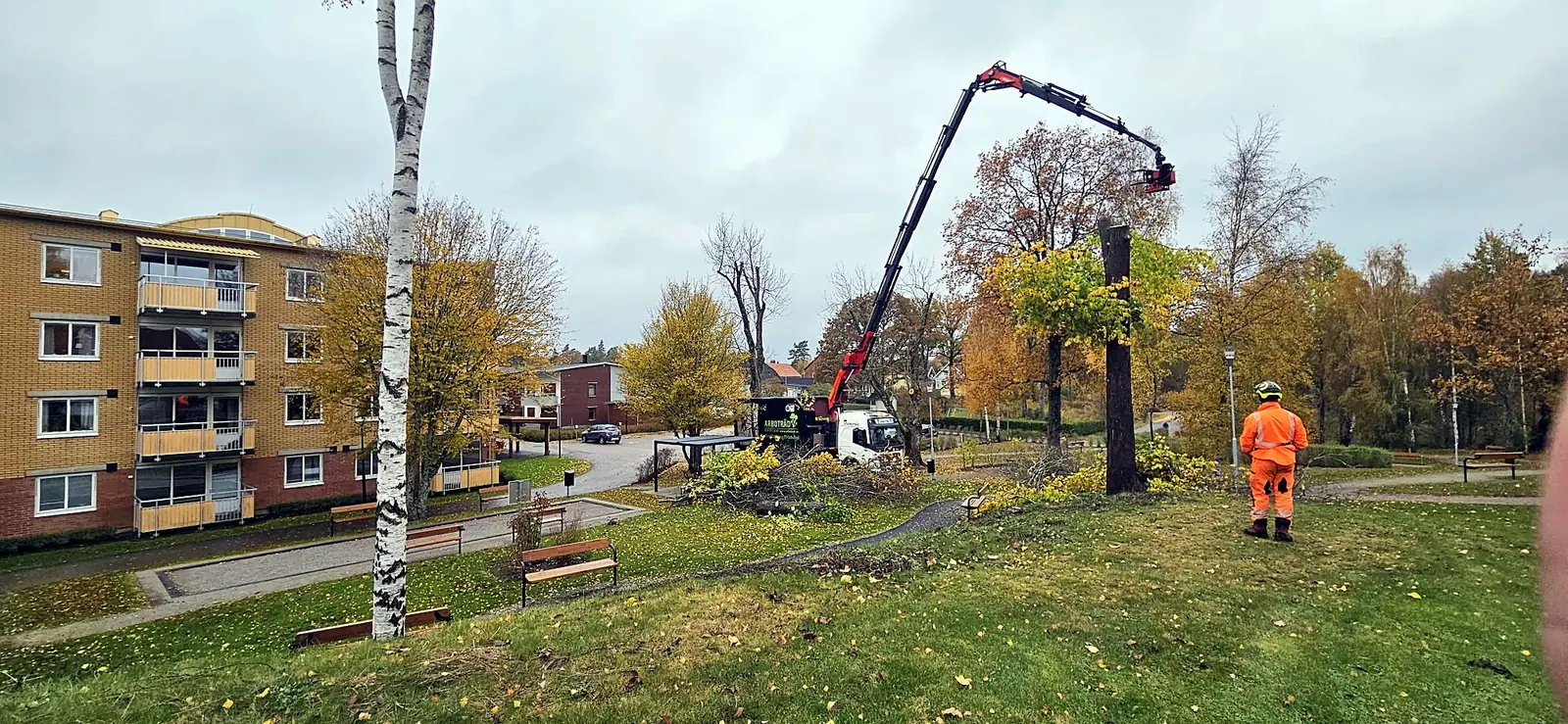 Kranbilen med kranen utfälld över en park på hösten, en arborist i orange arbetskläder följer arbetet