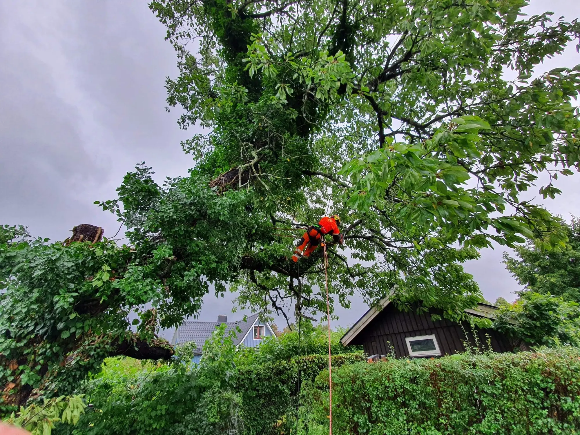 Arborist i orange skyddskläder klättrar i en stor lummig trädkrona ovanför trädgårdar