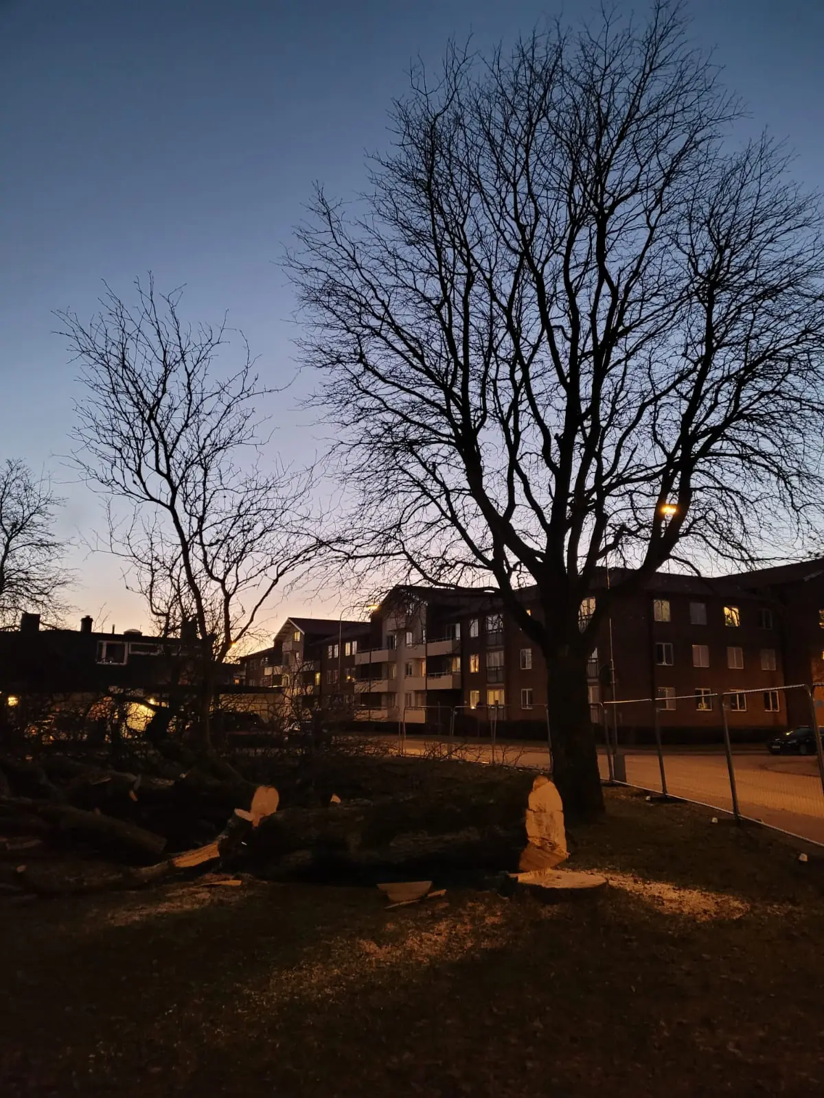Nyfälld stubbe på en tomt i kvällsljus