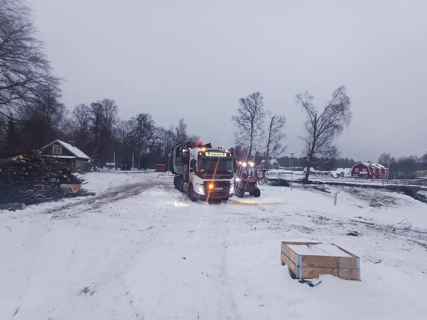Trädfällning i vintersol med snö på marken och kapade stockar