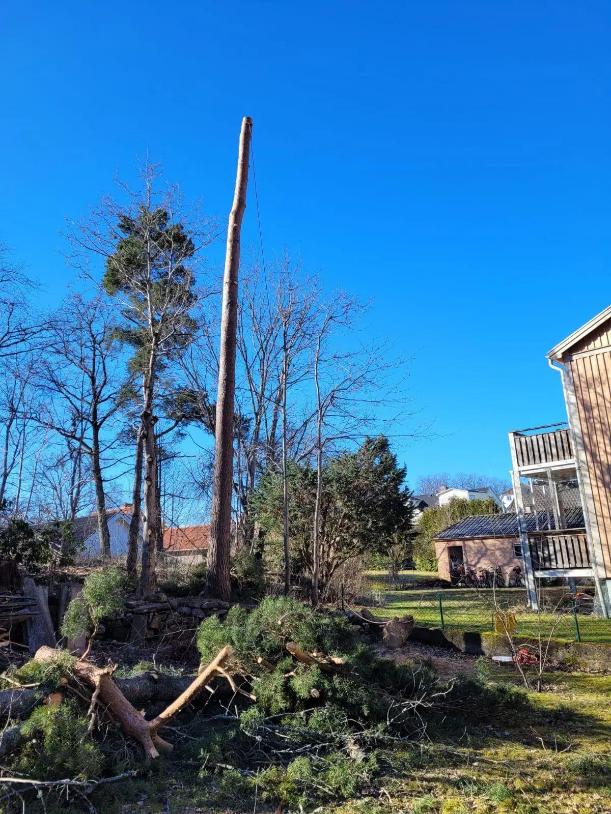 Högt träd intill ett bostadshus i solsken