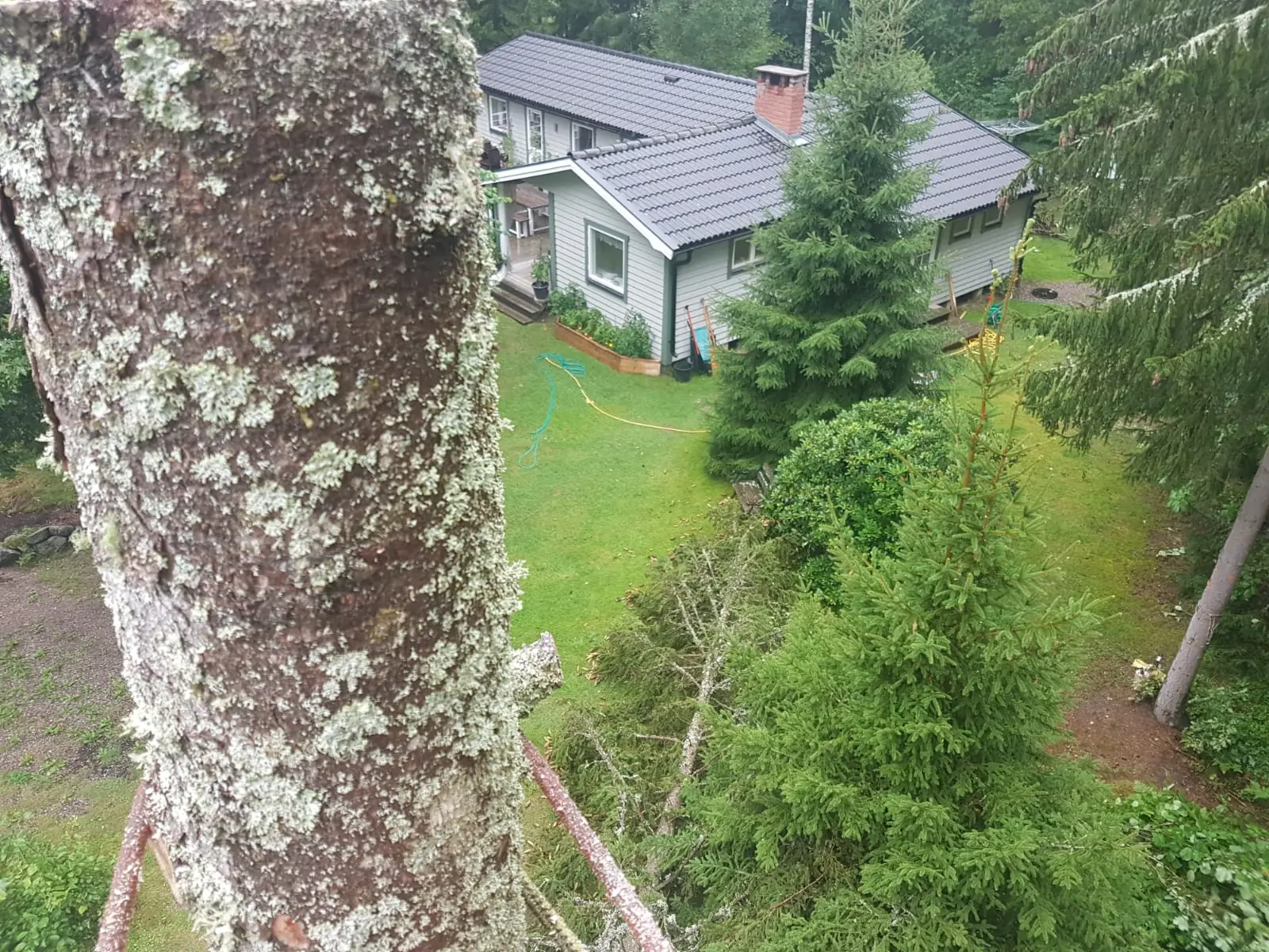 Arborist tar ned ett stort träd i sektioner tätt intill ett hus