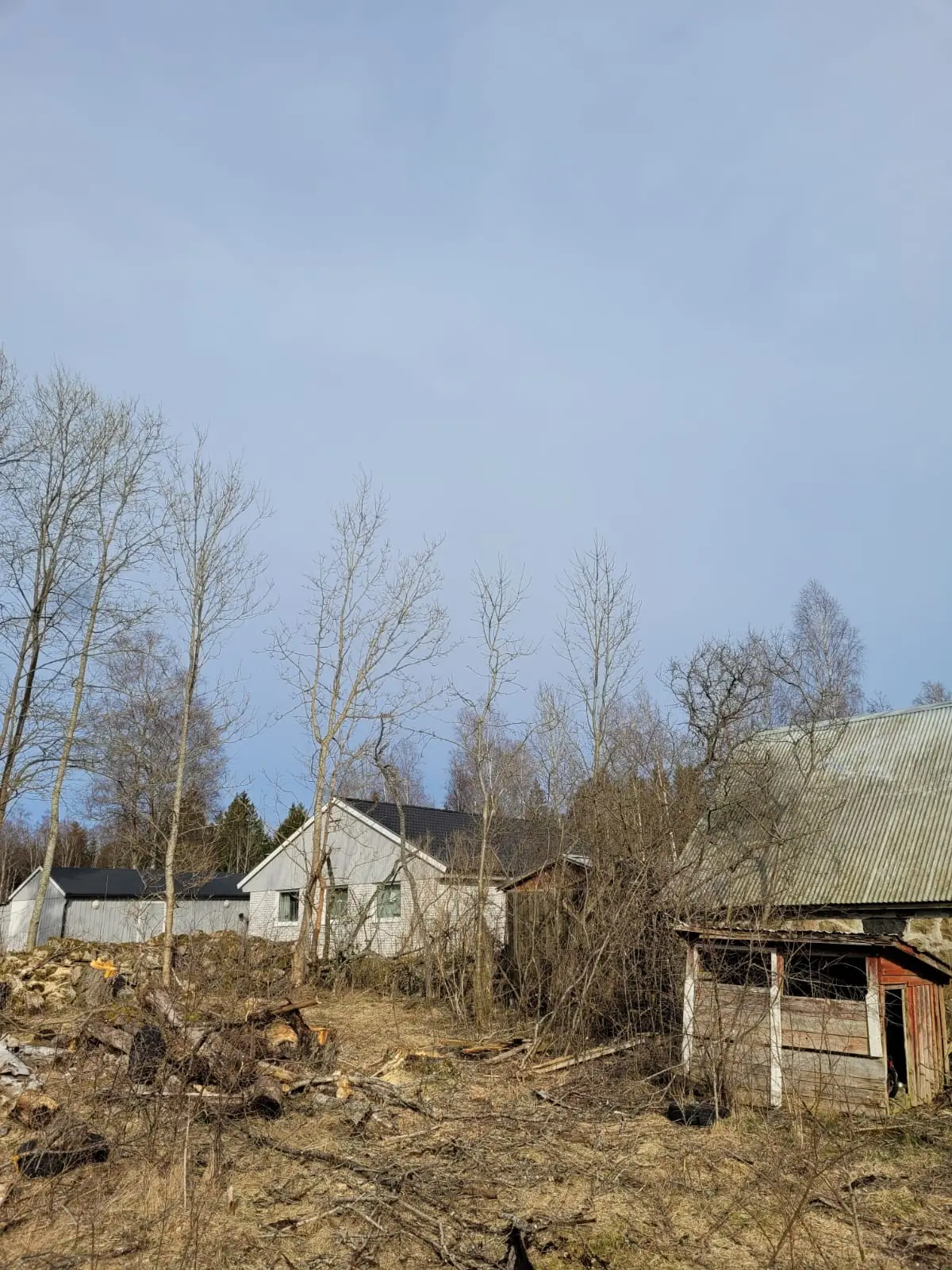 Arborist från Arboträd bedömer ett träd på en villatomt