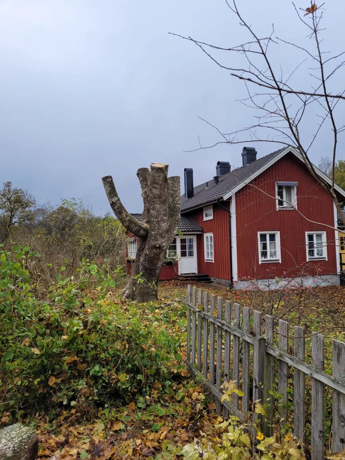 Arborist från Arboträd beskär ett träd i en villaträdgård