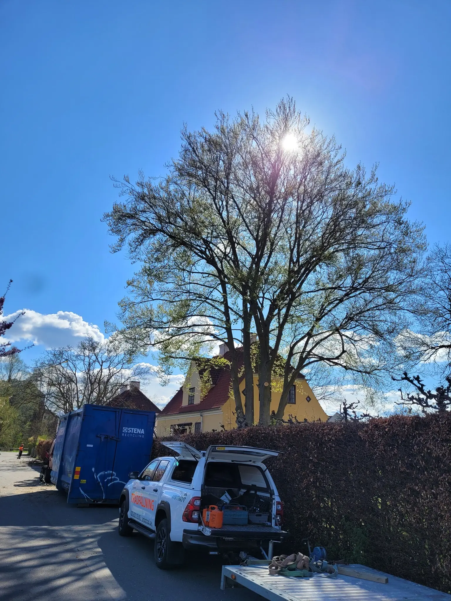 Stort träd i motljus med Arboträds bilar under