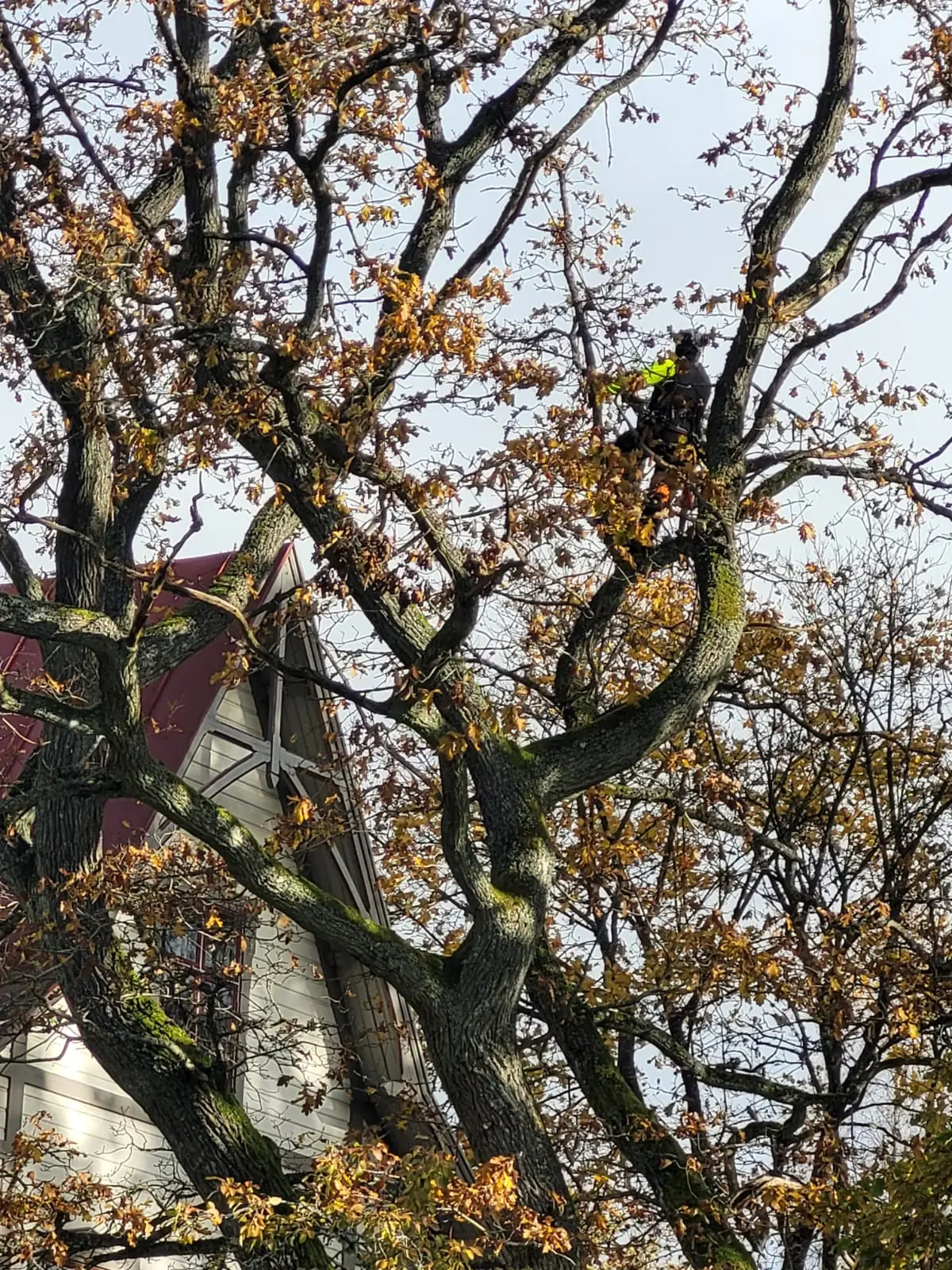 Arborist i en trädkrona sedd underifrån mot blå himmel
