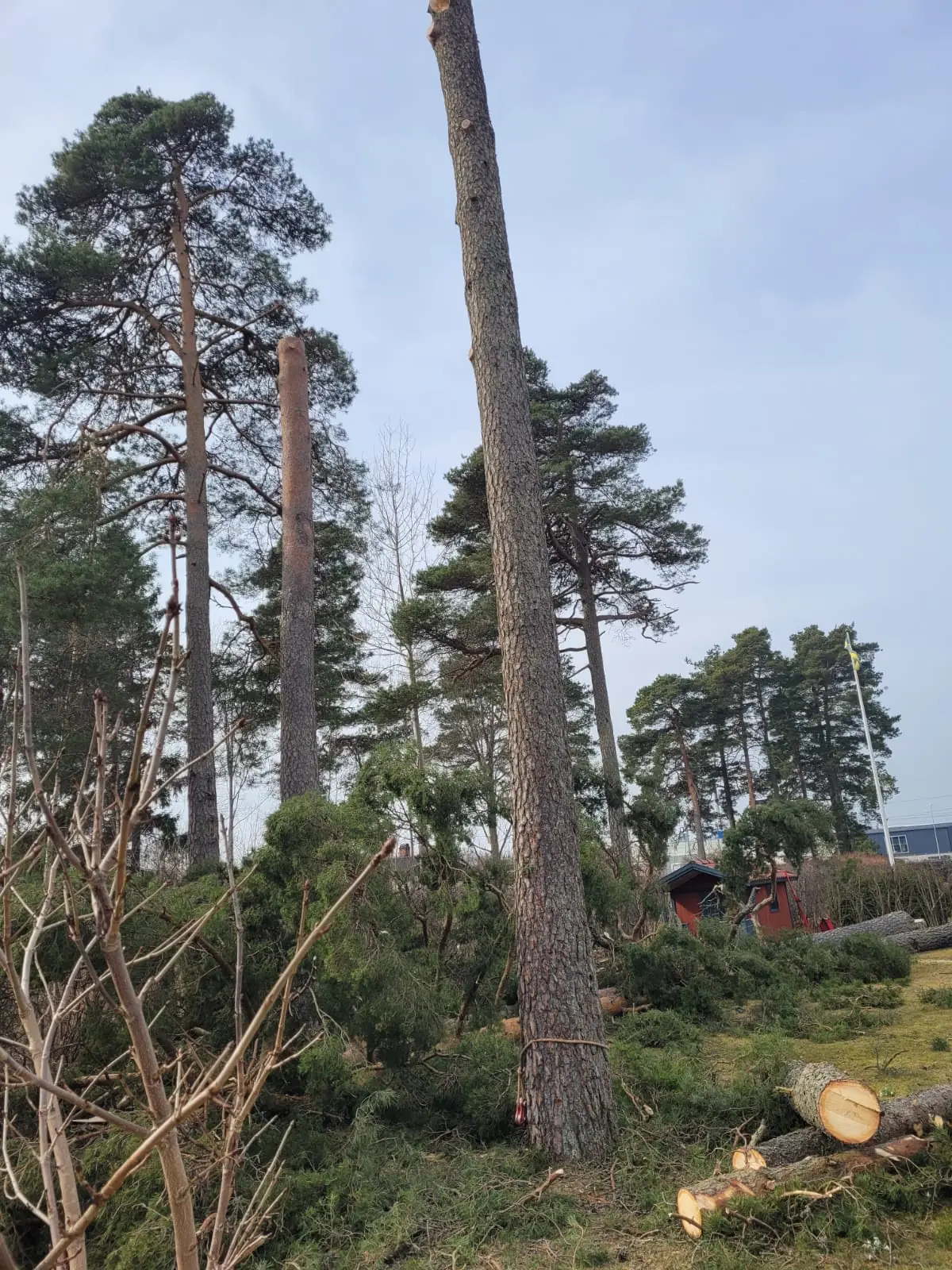 Höga tallar på en skogstomt som tas ned av Arboträd