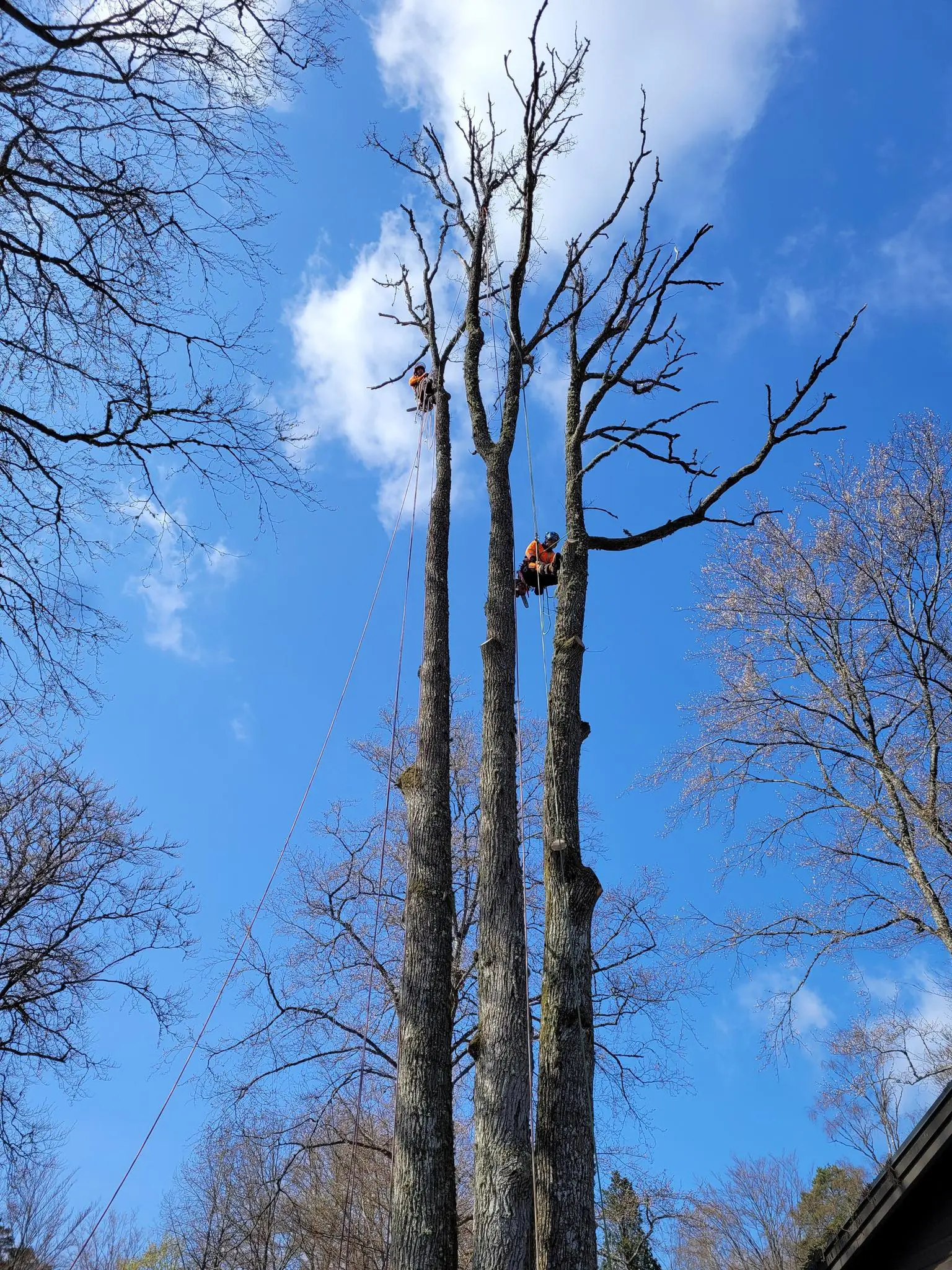 Två arborister i orange kläder hänger i rep högt upp i tre smala trädstammar mot blå himmel