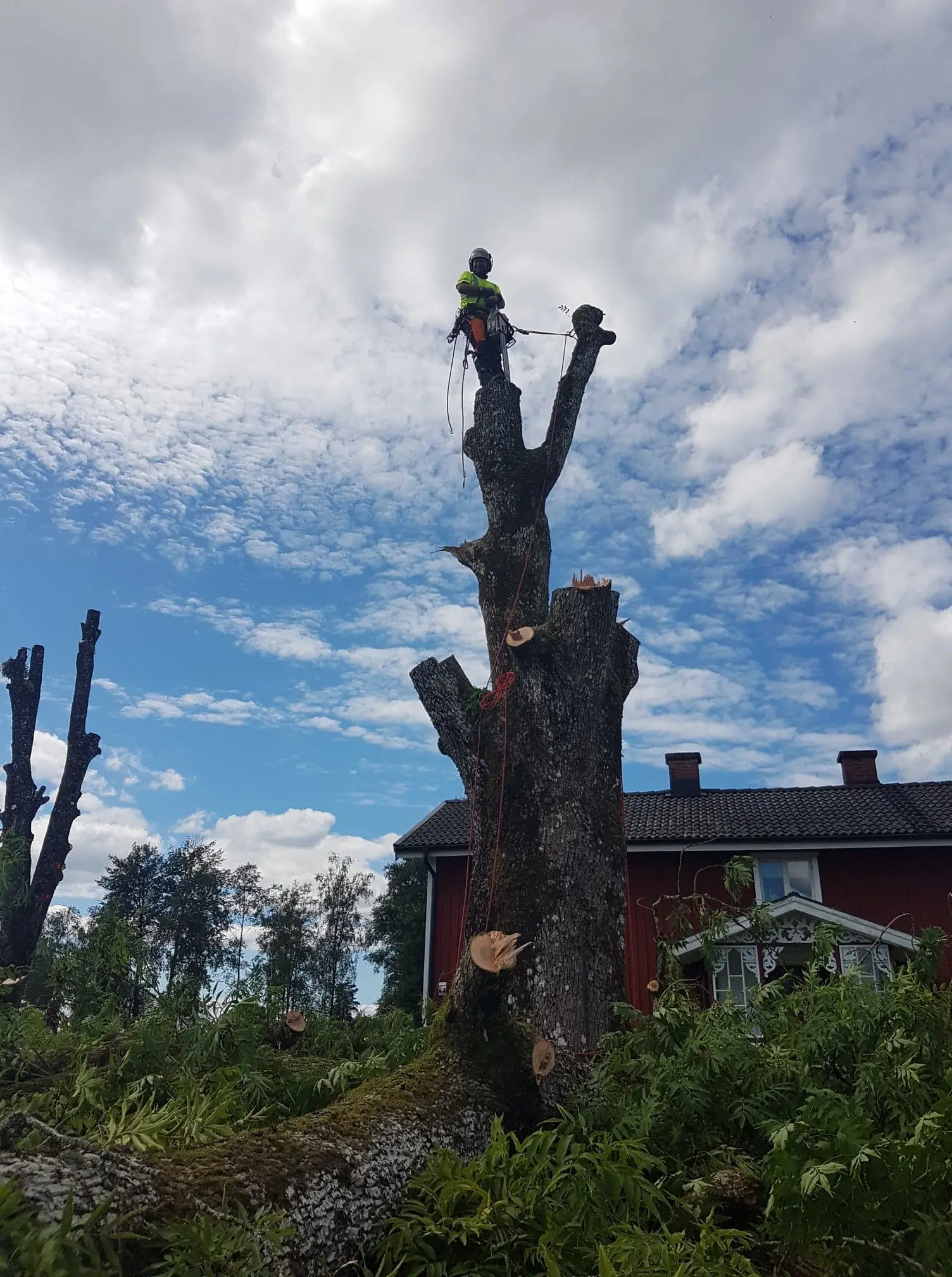 Arborist från Arboträd beskär en gren i toppen av ett träd