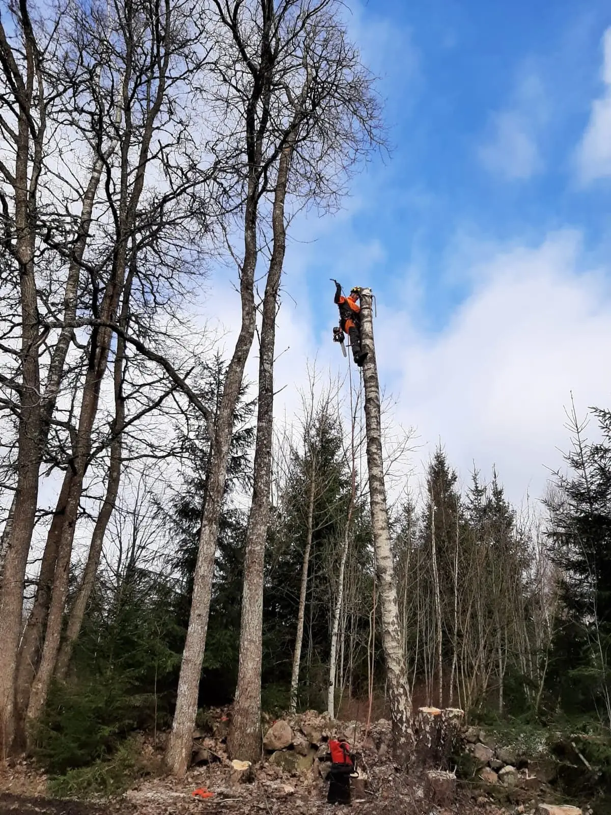 Arborist från Arboträd klättrar i en lövkrona för att ta ned trädet i sektioner