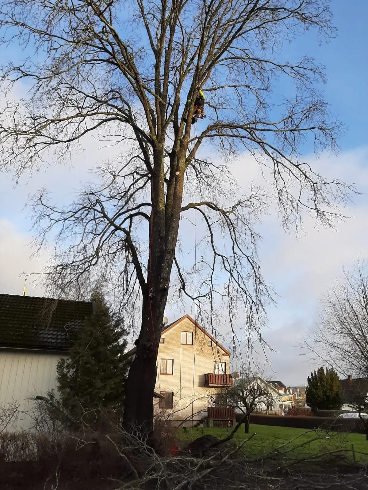 Beskuret träd på en tomt intill ett rött hus