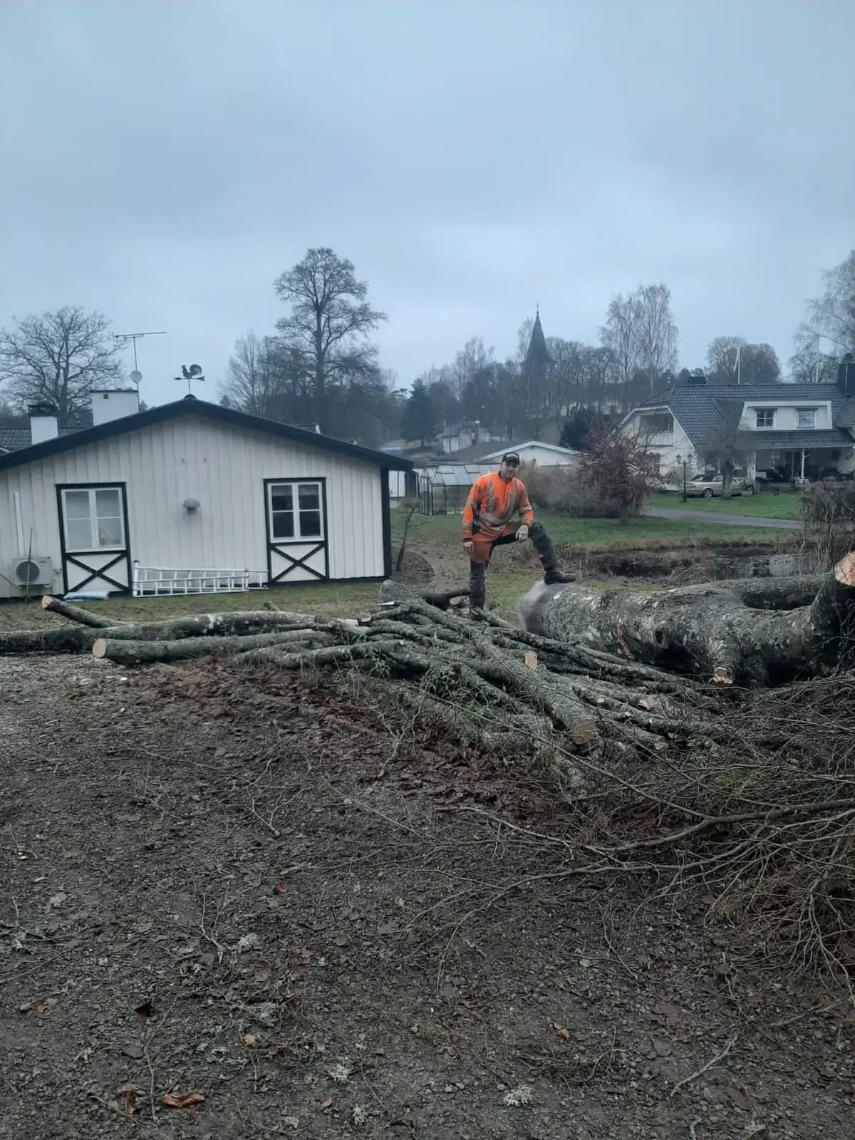 Trädfällning på en tomt med huset i bakgrunden, stammen ligger kapad