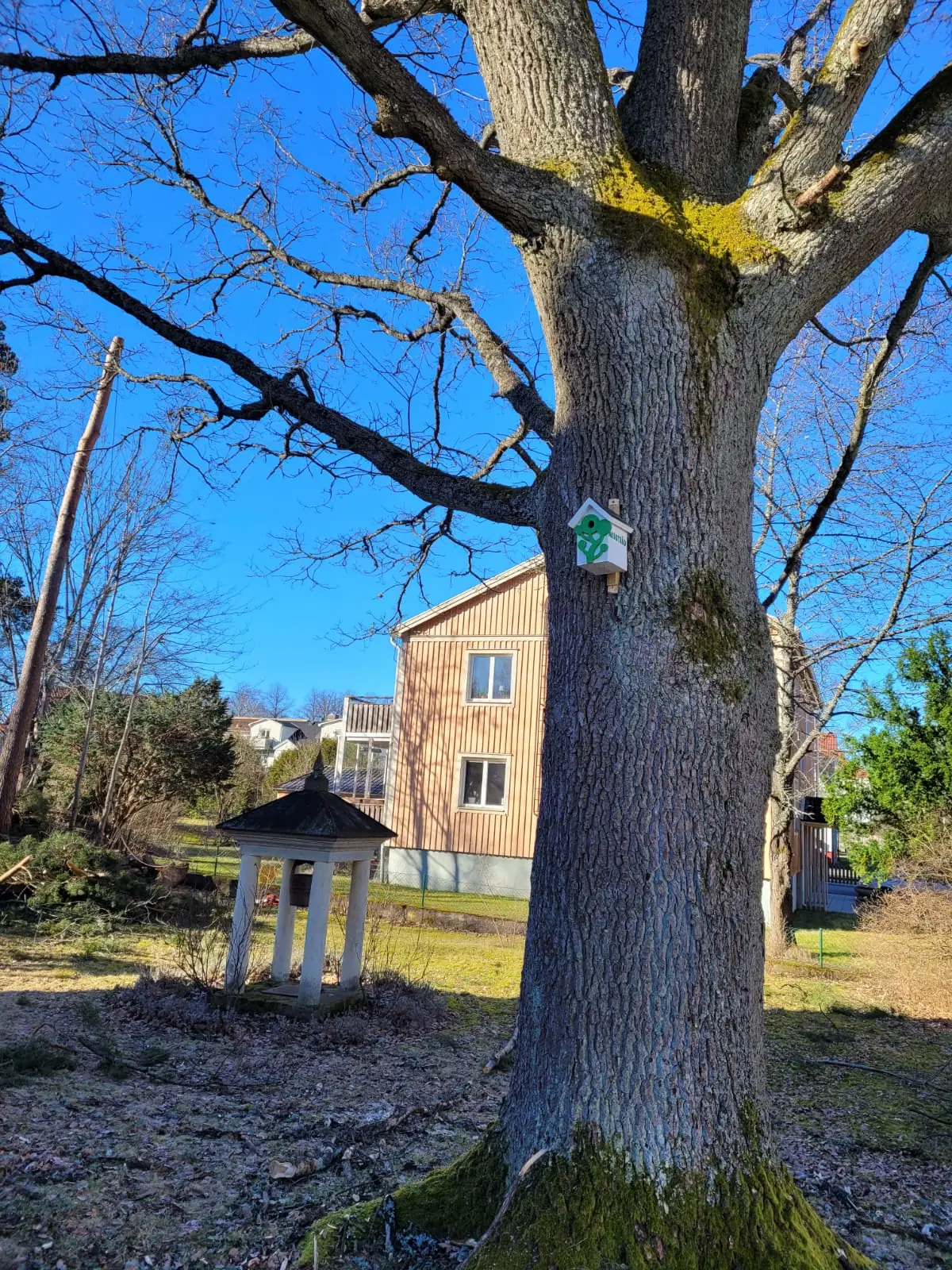 Trädfällning i ett trångt utrymme där arboristen arbetar nära huset