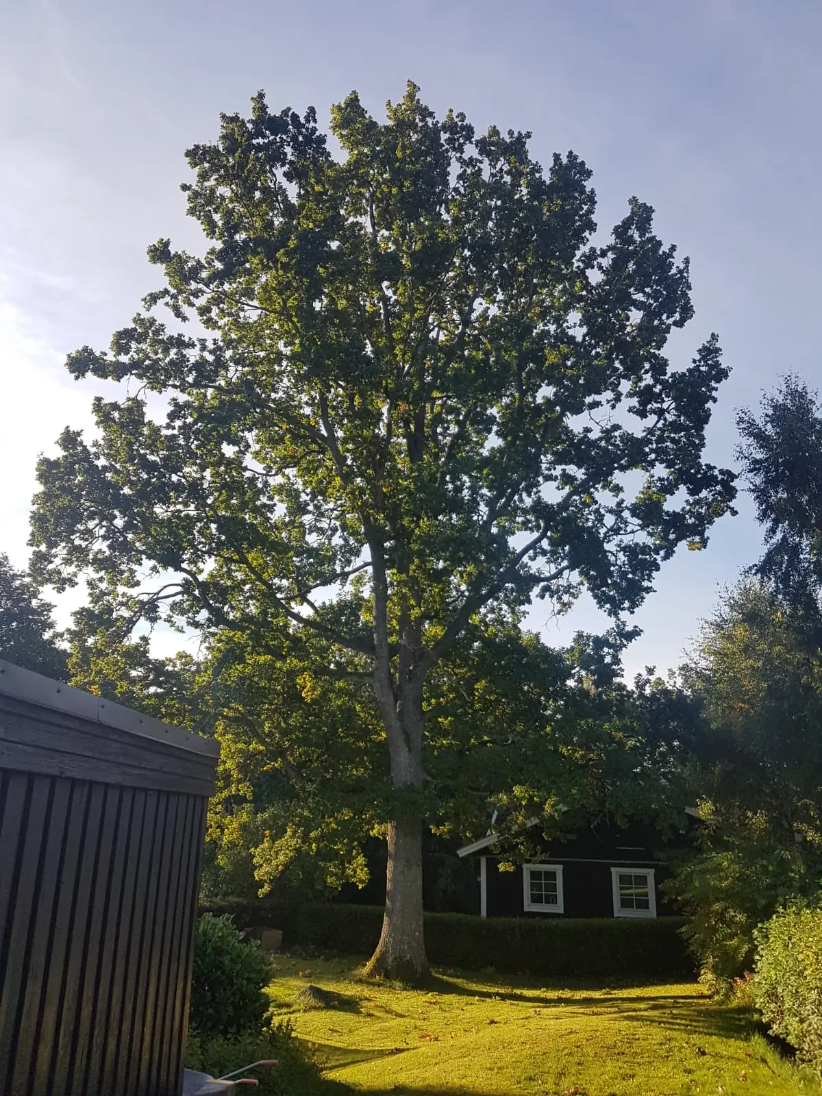 Stor ek i kvällssol på en villatomt intill ett mörkt trähus