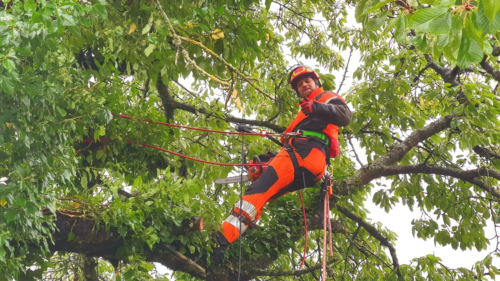 Arborist i orange skyddskläder hänger i rep inne i en lummig lövkrona