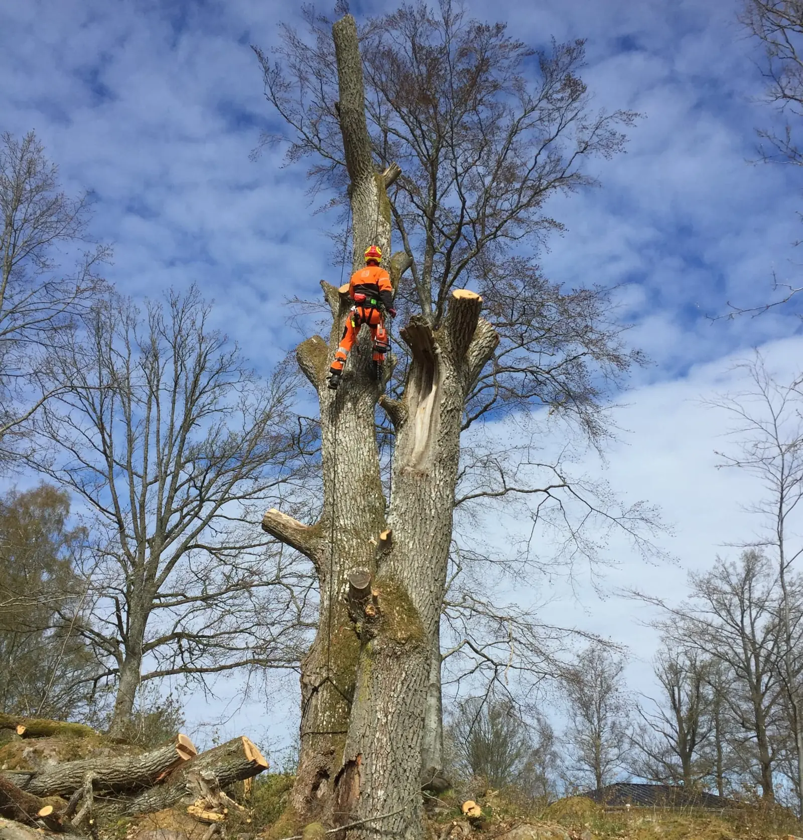 Arborist i sele högt upp på en avkapad stam mot blå himmel