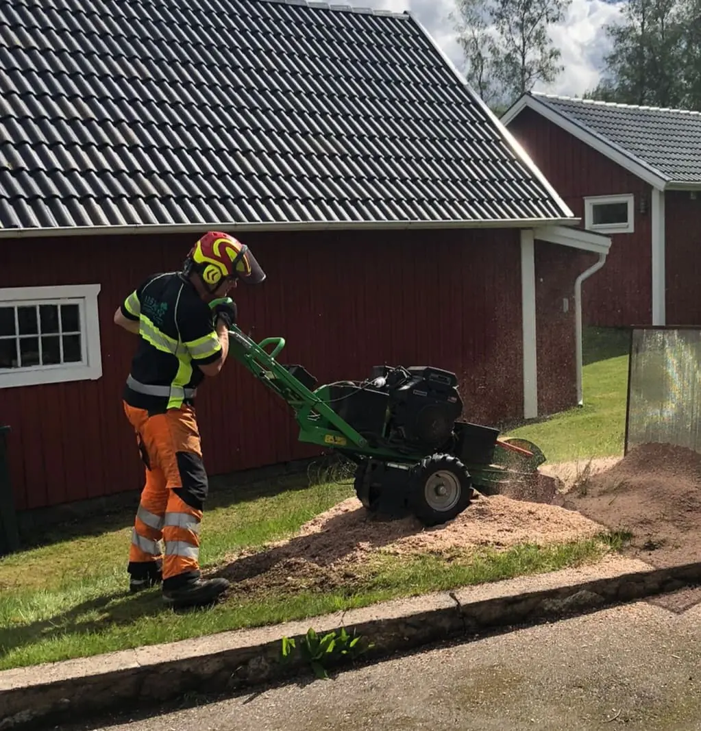 Arborist fräser bort en stubbe med stubbfräs intill en röd lada