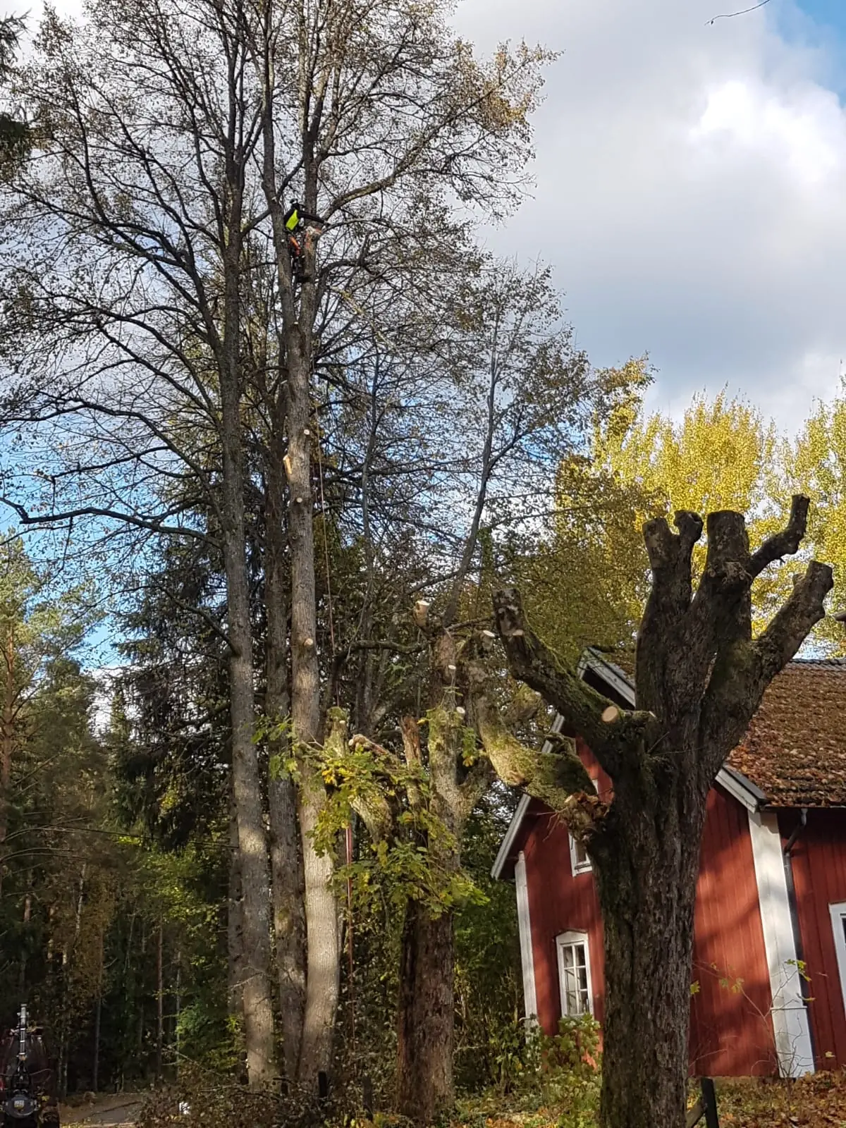 Högt träd intill ett rött trähus, kronan redan nedtagen i sektioner