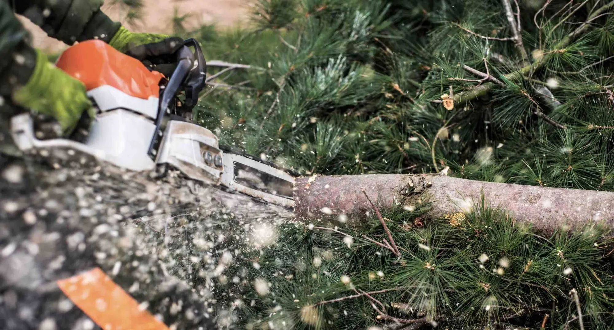 Chainsaw cutting a branch, sawdust flying