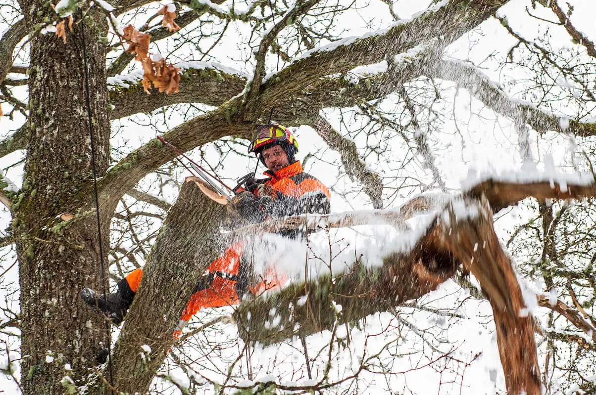 Arborist beskär grenar högt upp i en lövkrona