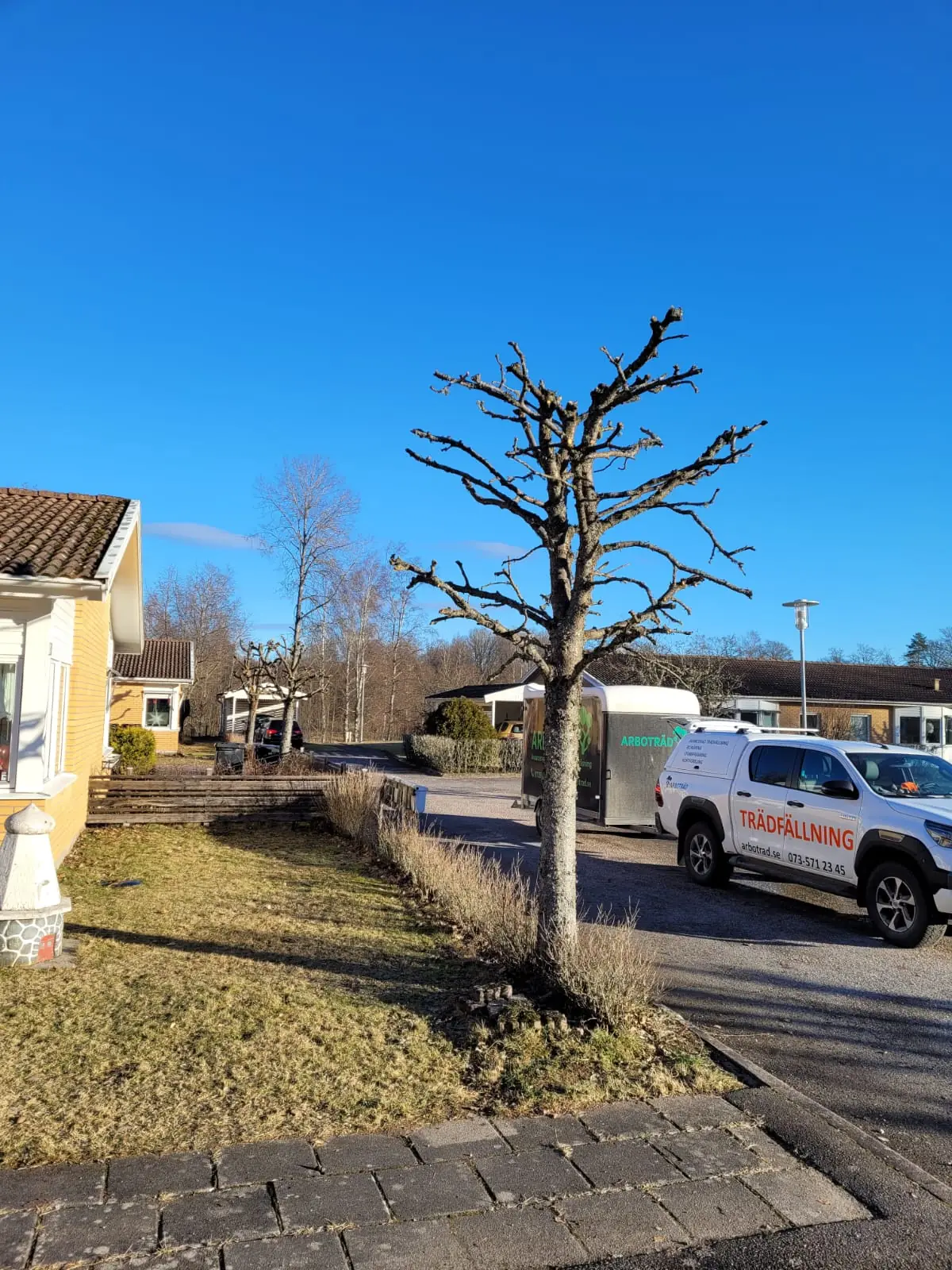 Beskuren trädkrona intill ett bostadshus