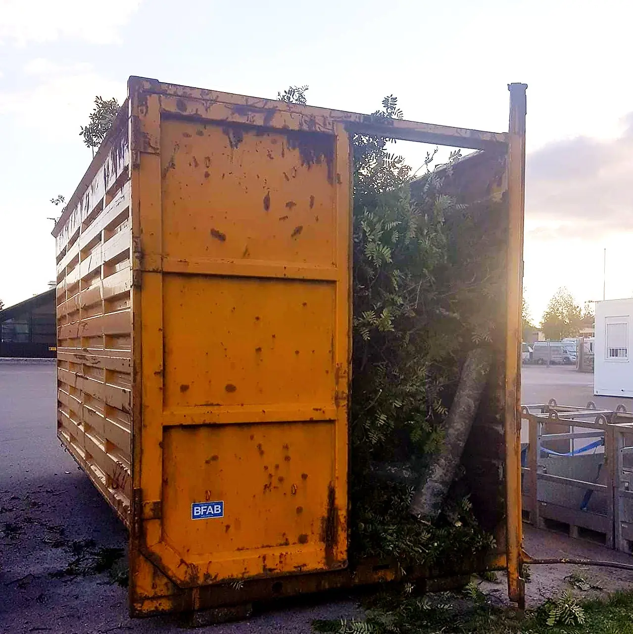 Container fylld med ris och grenar efter en trädfällning