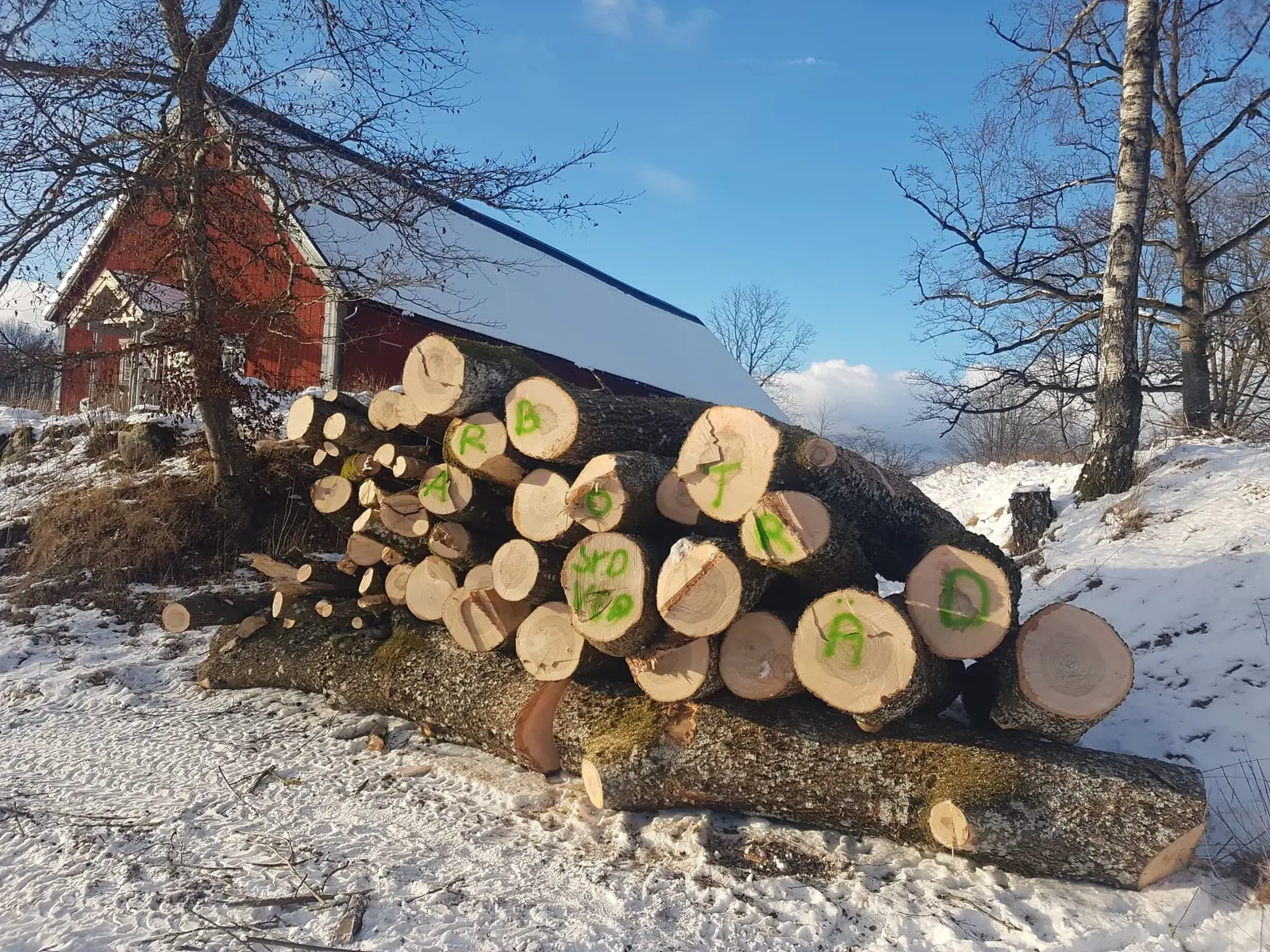 Vedtrave av kapade stockar i vintersol