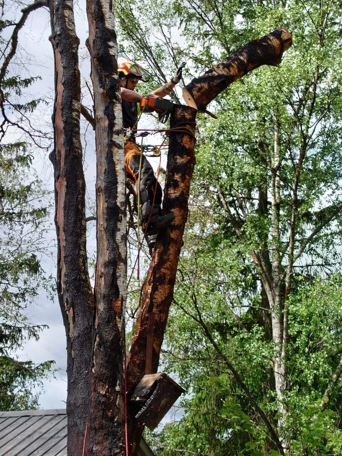 Arborist i sele högt upp i en trädkrona, säkrad med rep