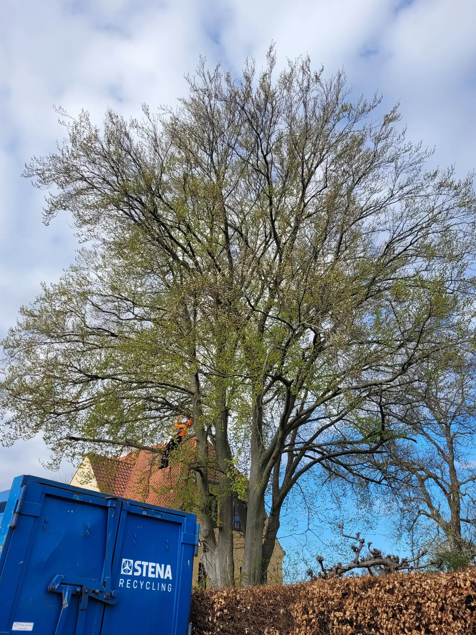 Högt lövträd intill ett bostadshus, med en container för riset uppställd framför häcken